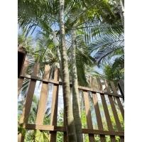 ราคา หมากประดับ หมากนวล หมากแต่งสวน ราคาถูก (18163677609)