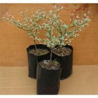 ราคา ต้น แผ่บารมีด่างแคระ หูกระจงด่างชมพู ไม้ด่างไม้ประดับ ไม้บอนไซใบด่าง (ต้นแบบเสียบยอด) (17627614863)