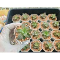 ราคา กุหลาบหิน ไม้ใบอวบ succulents ไม้อวบน้ำ กุหลาบหินเลี้ยงง่าย สินค้าพร้อมส่ง (3511961685)