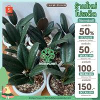 ราคา ‍♂️ยางอินเดียดำ ‍♂️ ( Ficus elastica ) (11168580990)