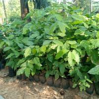 ราคา ต้นเนียงเบาหรือเนียง3ปี 1ชุด5ต้น (25063742990)