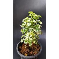 ราคา เล็บครุฑด่าง กระถาง5นิ้ว (8547712265)