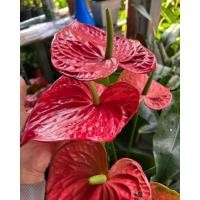 ราคา ต้นดอกหน้าวัวแคระสีแดง1ต้น1ถุงดำ20-30ซม.พร้อมไปออกดอก (29531827238)