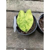 ราคา Colocasia yellow splash บอนนาญี่ปุ่นด่าง (12313668163)