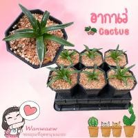 ราคา อากาเว่ควีนวิคตอเรีย (Queen Victoria Agave) อากาเว่ อากาเว่วิคตอเรีย แคคตัส cactus (เลือกต้นทักแชทนะคะ) (43119352247)