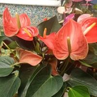 ราคา ดอกหน้าวัวแคระ Authura Matiz (7841265737)