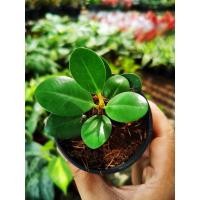 ราคา ช้อนเงิน​ ช้อนทอง​ ต้นไม้มงคล ไม้มงคล​ กระถาง​ 3​ นิ้ว (5992525860)