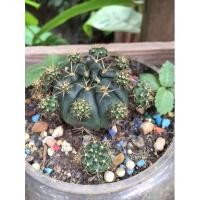 ราคา ยิมโนแม่ลูกดก Gymnocalycium damsii แคคตัส กระบองเพชร (10929546246)