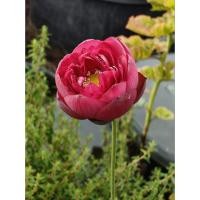 ราคา บัวหลวงRose Elegance.บัวหลวงขนาดกลางที่มีความสวยโดดเด่นบัวหลวงที่มีเอกลักษณ์เฉพาะตัวดูสวยเป็นสง่าขายสายพันธุ์เป็นแบบไหล (52701779139)