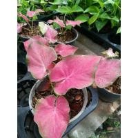 ราคา บอนสีชมพู ม่วงมงคล ส่งทั้งกระถาง (9673255188)