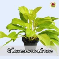 ราคา ต้นฟิโลเดนดรอนสีทองขนาดกระถาง 6 นิ้ว | บ้านสวนแม่เงาะ | Baansuanmaengor (27038702449)