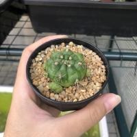 ราคา ยิมโนแม่ลูกดก แดมซิอายแม่ลูกดก แคคตัส กระบองเพชร (3286765171)