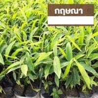 ราคา ต้นกฤษณา ต้นไม้ตาย เคลมฟรี ทุกต้น เฉพาะ ระหว่างขนส่ง เท่านั้น กฤษณา (6669430152)