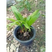 ราคา ต้นกะพ้อ (ซื้อ1แถม1) กาแต้วฟาร์ม (8831631843)