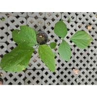 ราคา ต้นกวาวเครือขาว สมุนไพรหายาก พันธุ์ไม้หายาก สมุนไพรหายาก พรรณไม้หายาก (12236305091)