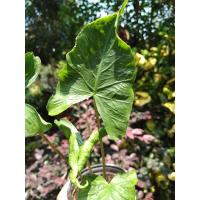 ราคา ต้นห่อเงินห่อทอง ไม้มงคล (2931837981)