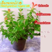 ราคา เอื้องหงอนไก่ ว่านไก่แดง ต้นสูง10-12นิ้ว กระถาง6นิ้ว ไม้หาชมยาก ราคาต้นละ120บาท (3270810060)