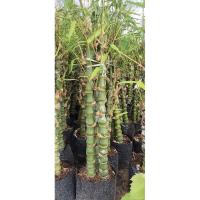 ราคา ต้นไผ่น้ำเต้า/ไผ่ประดับ/ไซส์ไหญ่ (28877593614)