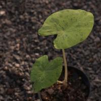 ราคา Colocasia Esculenta Mojito โคโลคาเซียโมจิโต (10481475615)
