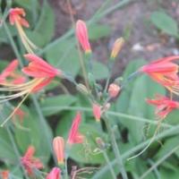 ราคา 3 หัว ว่านมหาลาภ นกวักนางพญาหงสาวดี Amaryllidaceae ไม้มงคลเสี่ยงโชค เมตตามหานิยม (5863083396)