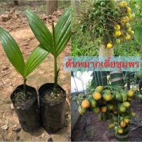 ราคา ต้นหมากเตี้ย พันธุ์เตี้ยชุมพรแท้ (หมากกินหมากเคี้ยว)ติดผลดก ต้นพันธุ์แข็งแรงปลูกง่าย ปลูกได้ทุกสภาพดิน (23385771646)