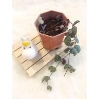 ราคา สายป่านดวงใจ”กระถาง2นิ้ว” (19049850390)