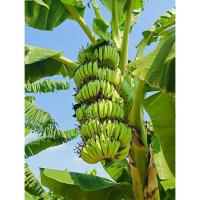 ราคา หน่อกล้วยน้ำว้าพระราชทาน 50 แพ็ค10หน่อ (26140566471)