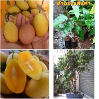 ราคา (1ต้น)(vาย ต้นพันธุ์) ต้น มะยงชิดไข่เป็ด มะยงชิด ต้นมะยงชิด ไข่เป็ด happy (14361265751)