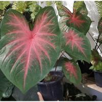 ราคา บอนสีราชินีไม้ใบ ช้างเผือกใบบัว ส่งแบบหัวรอด 100% (10518510844)