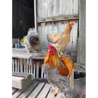 ราคา ไข่เชื้อไก่บราม่า/ไข่มีเชื้อไก่สวยงาม/ไก่สวยงาม/brahma-1ฟอง (16198586888)