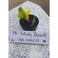 ราคา ต้นกวักมรกต ด่างเหลือง (18304582867)