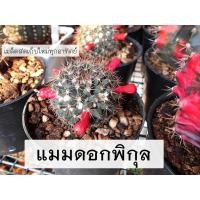 ราคา แมมพิกุล เมล็ด แมมดอกพิกุล ดอกพิกุล กระบองเพชร แมม ต้นแมมมิลาริส mammillaria mammlillaris เมล็ดกระบองเพชร ต้นกระบองเพชร (2694181583)