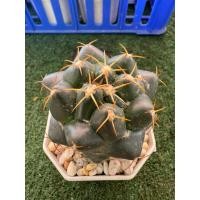 ราคา แคคตัสช้าง(Coryphantha)กระถาง4นิ้ว (40173191999)