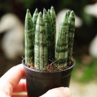 ราคา ว่านงาช้างแคระบอนเซล (7536424908)