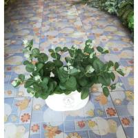 ราคา ใบไม้ปลอม ช่อใบไม้ปลอม ใบไม้ประดิษฐ์ ใบไม้ปลอมตกแต่ง ไม้ปลอม พร็อพถ่ายรูป แต่งบ้าน ดอกไม้ปลอม ดอกไม้ประดิษฐ์ (3342528293)