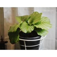 ราคา ต้นคล้า / Calathea คล้าใบตองใบใหญ่ กระถาง 11 นิ้ว (7442791526)