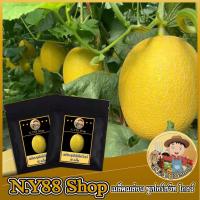 ราคา 5แถม1เมล็ดเมล่อนสีทอง ซูเปอร์สวีทโกลว์ F1 10เมล็ด เมล็ดเมล่อนนำเข้า หวานมากเมล็ดเมล่อน พันธุ์หวานหอม ปลูกง่าย ผลสวย (19922822722)