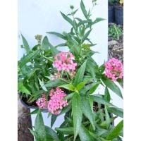 ราคา เข็มชมพูนุช ส่งพร้อมกระถาง (15233370324)