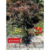ราคา ต้นหูกระจงแดง หรือแผ่บารมี หูกระจงแดง ขนาดต้น 80ซม.-1เมตร (24381091010)