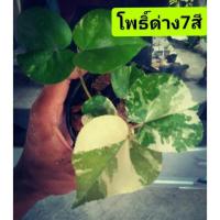 ราคา โพธิ์ 7สี ,โพธิ์ทะเล ด่าง ✅✅ ไม้มงคล ใบสวย (10890011907)