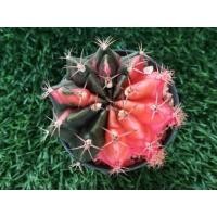 ราคา Gymnocalycium ยิมโนคาไลเซียมด่าง (11389234119)