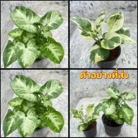 ราคา (2ต้น) ต้น ออมเงินแคระ & พลูงาช้าง ต้นออมเงินแคระ ตันพลูงาช้าง สวนต้นไม้ตายาย (21308049297)