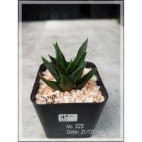 ราคา (225.)ต้นกระบองเพชรตระกูลฮาโวเทีย-40 บาท (10120232152)