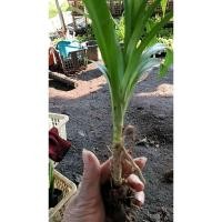 ราคา ต้นกล้า เตยหอม ใบเตยหอม ใบเตยสดเขียว 1ต้น 12บาท ถอนส่งแบบห่อตุ้ม มีราก สำหรับปลูกได้ ใบ เตย ทำอาหาร ทำยา (26823181348)