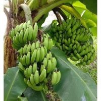 ราคา หน่อกล้วยมาฮอย ชำแล้ว กล้วยหอมเครือแฝด รับประกันแท้ หน่อใหญ่ๆสวยมากสามารถออกผลได้1-5เครือต่อต้นเลยทีเดียววววว ‼️ (20192956336)