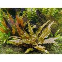 ราคา พืชน้ํา Tieu ท้าว (3 ท็อปส์ซู) NO CO2 NEEDED (44364118410)