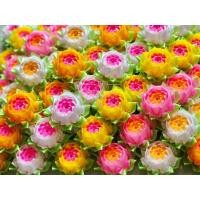 ราคา เหรียญโปรยทาน ดอกบัวดาว (40811499493)