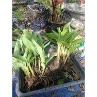 ราคา พุทธรักษาแคระ + ใบลาย + ใบดำ + พุทธรักษาป่าตัดสด30 ต้น 25-30 ซม (46552269642)