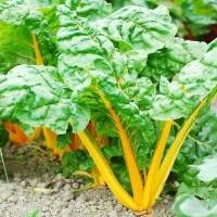 ราคา สวิสชาร์ต สีเหลือง - Golden Swiss Chard (199051156)