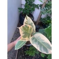 ราคา ต้นยางอินเดียด่าง ไม้ฟอกอากาศ (22374036838)